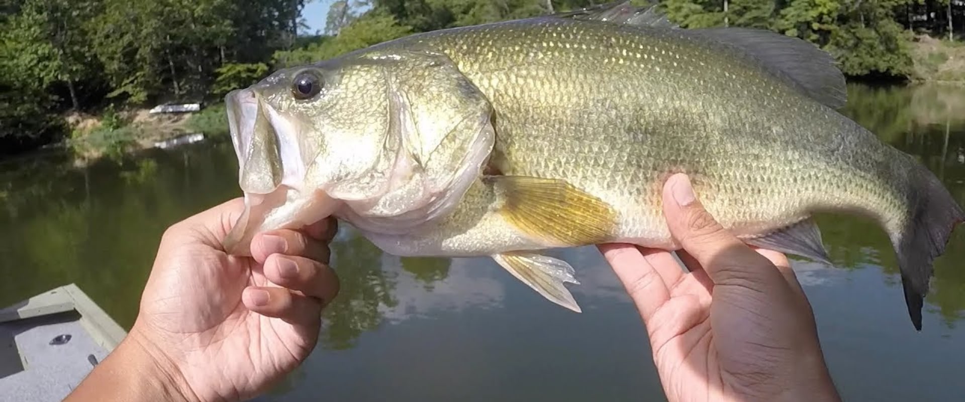 The Best Bass Fishing Spots in Northern Virginia An Expert's Guide