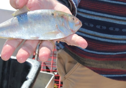 Everything You Need to Know About Bass Fishing Permits in Northern VA