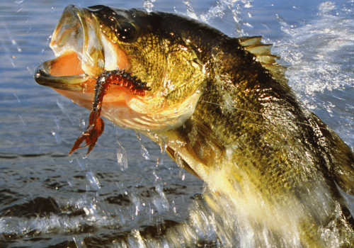 Ideal Salinity Levels for Bass Fishing in Northern VA